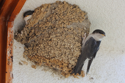 The common house martin (Delichon urbicum), northern house martin, and house martin feeding young chick in the nest