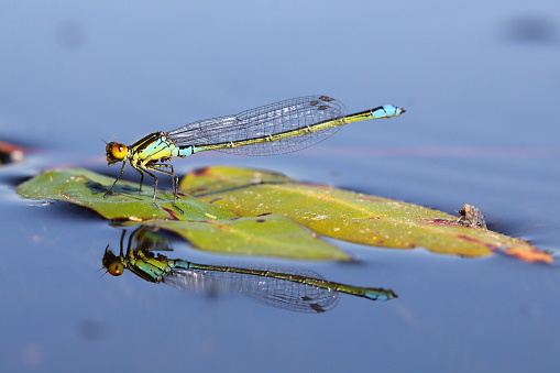 front view of a damselfly
