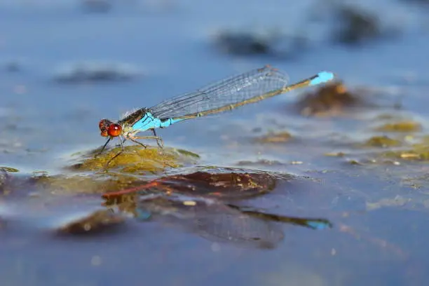 Photo of The small red-eyed damselfly (Erythromma viridulum) male on the surface of the water in a natural habitat