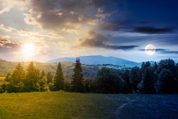 istock coniferous forest on the hill at daybreak 1412413619