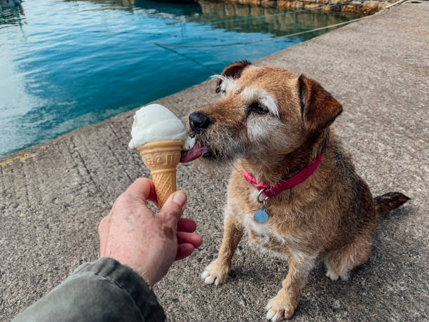 istock Tasty Ice Cream 1412414886