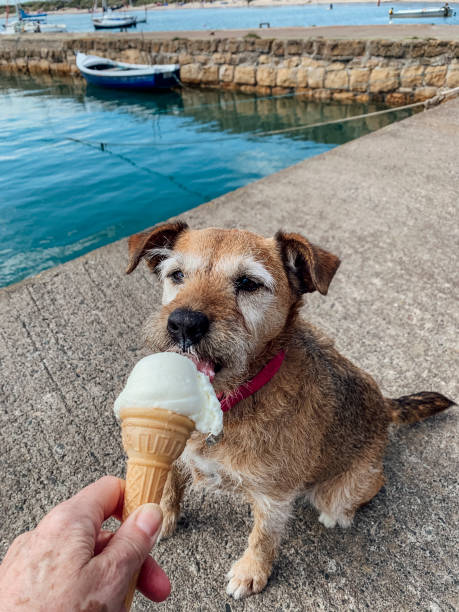 I Love Ice Cream A point of view shot of an unrecognisable person letting her Patterdale Terrier dog lick her ice cream at the seaside. licking ice cream cone stock pictures, royalty-free photos & images