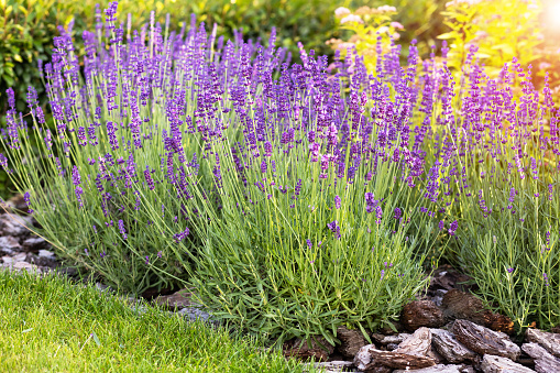 Purple lavender bushes grow on a flower bed in the garden on a sunny summer day