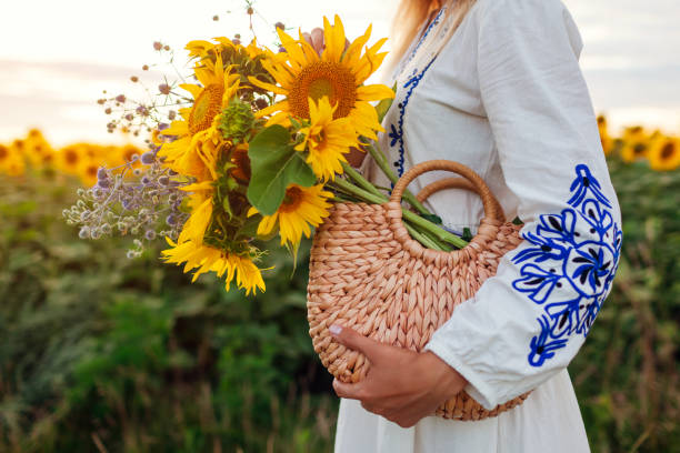 Close up of straw bag filled with sunflowers. Woman holding summer purse with bouquet of flowers in field at sunset stock photo