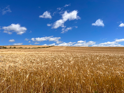 Millet or Sorghum cereal crop in a field. It is widely cultivated in warm regions and is a major source of grain and of feed for livestock.