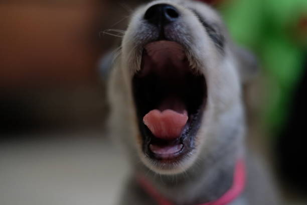 istock Siberian Husky Puppy 1412420516