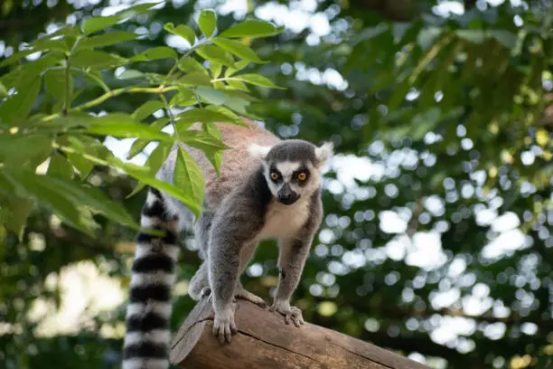 Close up of a ring-tailed lemur (Lemur catta) against a blurry tree background, watching from a tree trunk with big bright orange eyes