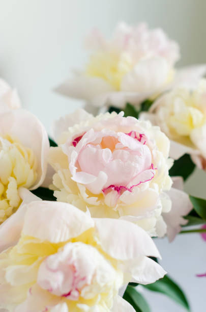 istock Beautiful fresh cut bouquet of white peonies. 1412421299