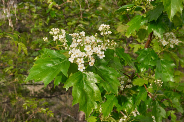 istock Sorbus torminalis shrub in bloom 1412422292