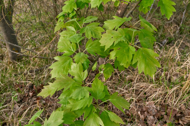 istock Sorbus torminalis shrub in bloom 1412422293