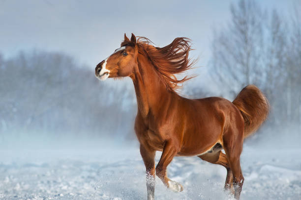 冬の雪の中で馬が走る - young animal beautiful horse mammal ストックフォトと画像