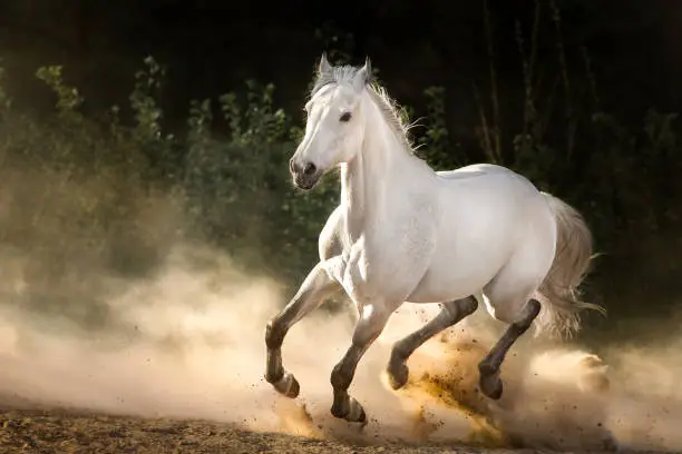 White arabian horse with long mane free run in sunlight in sandy dust