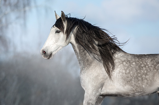 Gray andalusian  horse free run in snow winter landscape