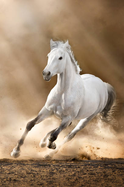 istock White horse with long mane run in sunset desert 1412422464