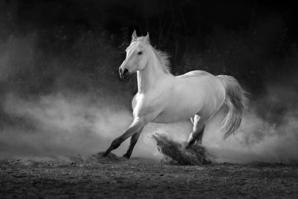 istock Arabian Horse in motion 1412422492