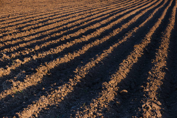 istock Freshly plowed and sown field, time for sowing. 1412422914