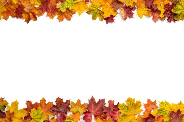 Photo of Autumn maple tree leaves fall arrangement leaving a white copy space