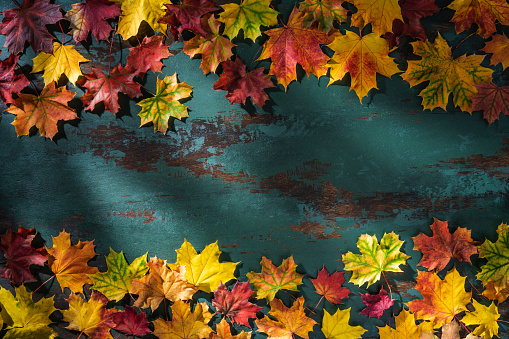 Autumn maple tree leaves arrangement leaving copy space on green grunge wooden background