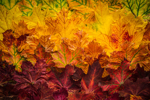 Autumn maple tree leaves full frame color gradient arrangement with many colorful leaves