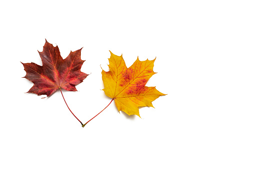 Autumn maple tree leaves, two leaves leaving a white copy space around