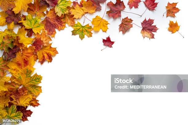 Autumn Maple Tree Leaves Fall Arrangement Leaving A White Copy Space Stock Photo - Download Image Now