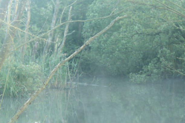 森の中の霧の湿地帯の水路。 - fen ストックフォトと画像