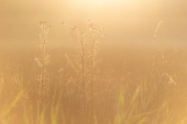 Backlit thistles in sunlit misty meadow i. Strumpshaw Fen RSPB, June 2018