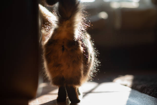 istock Backlit tabby cat in sunny living room. Rear view. 1412424376