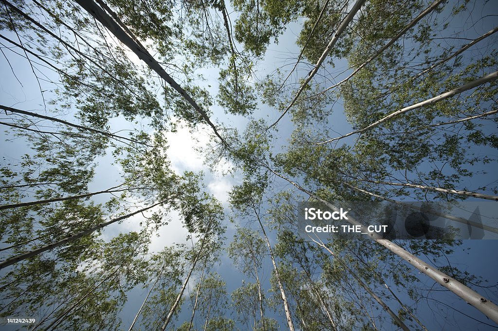 Giardino di eucalipto - Foto stock royalty-free di Albero