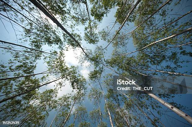 Foto de Jardim De Eucalipto e mais fotos de stock de Cloudscape - Cloudscape, Copa, Céu - Fenômeno natural