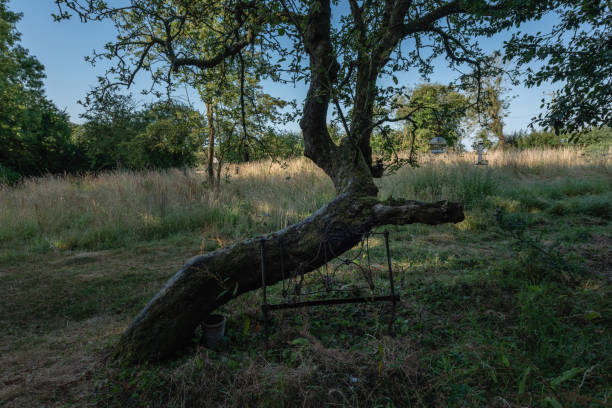 istock Old tree in wild paddock with bird feeders and iron bedstead. 1412424444