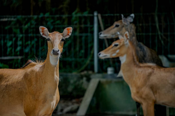 Picture of three female nilgai in the zoo, selective focus and looking at camera.