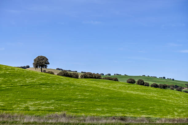 Panoramic view of a cereal field, with isolated trees in the Dehesa.
