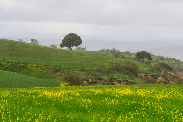istock Panoramic view of a cereal field, rural cereal agriculture 1412424526