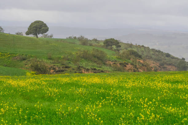istock Panoramic view of a cereal field, rural cereal agriculture 1412424534