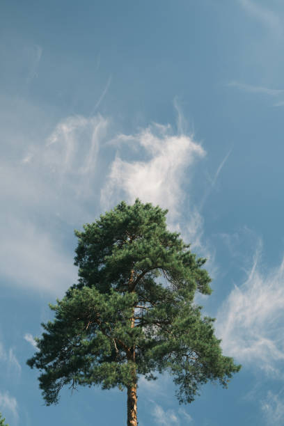 Sky above mixed forest on summer morning