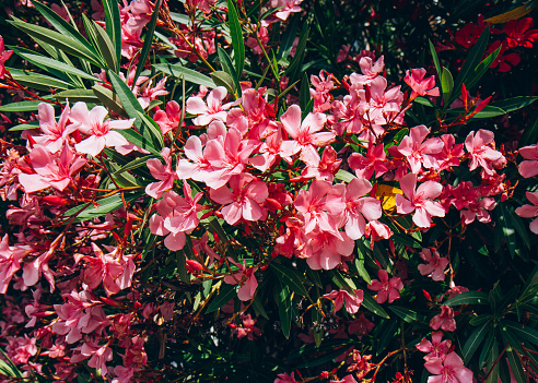 Oleander flowers in summer time. Beautiful pink flowers on a tree branch