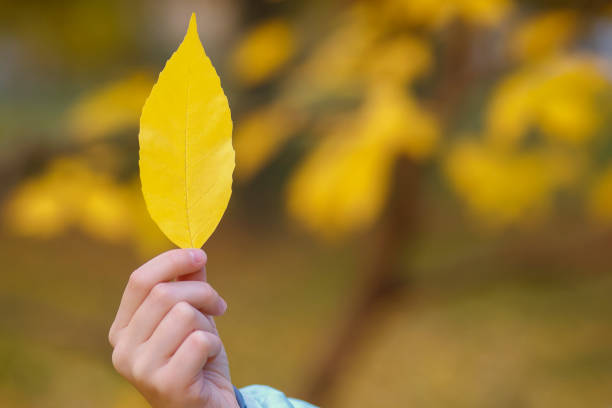 istock yellow autumn leaf in hand close-up, autumn park 1412426726