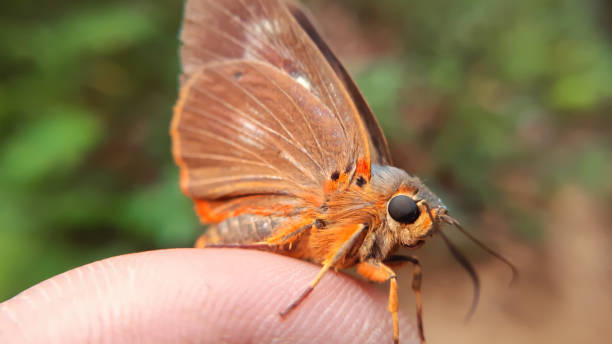 istock Burara jaina butterfly on finger macro 1412426979