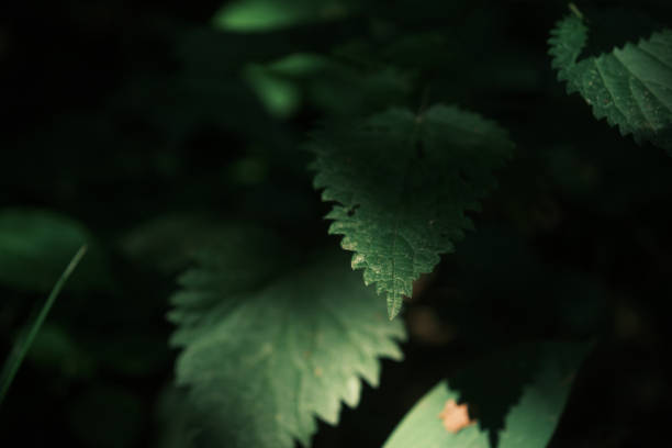Sunlit nettle leaves in summer forest. Close-up