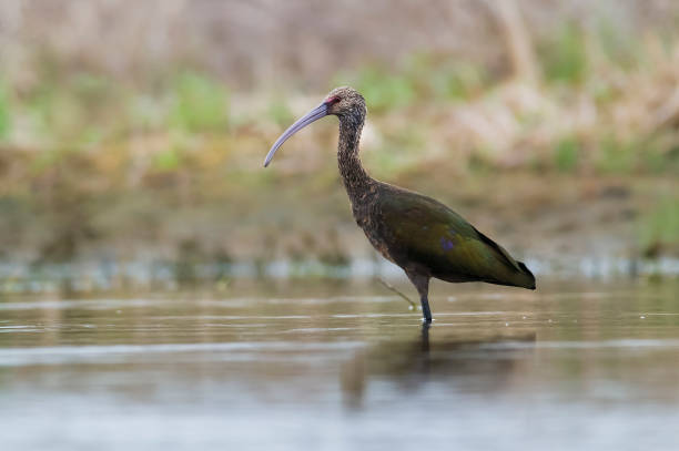 istock White faced ibis , La Pampa, Patagonia, Argentina 1412430507