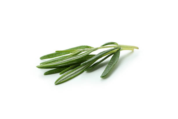 istock Fresh rosemary twig isolated on white background 1412430692
