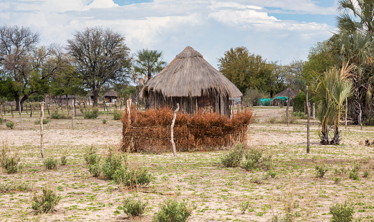 Traditional african hut with a thatched roof in a village in Botswana, goats grazing the grass