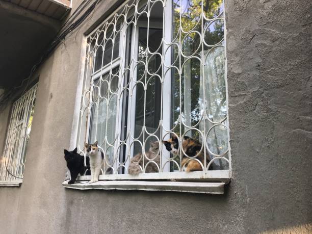 istock Cats sitting on the window 1412435508