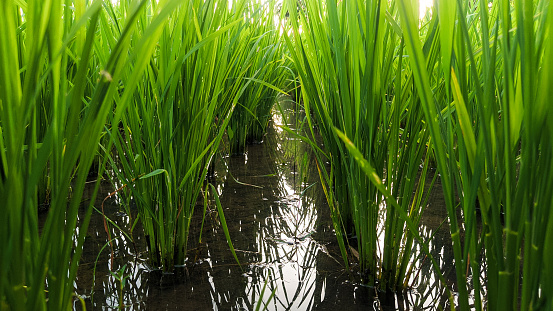 green and fresh rice plants. Low angle