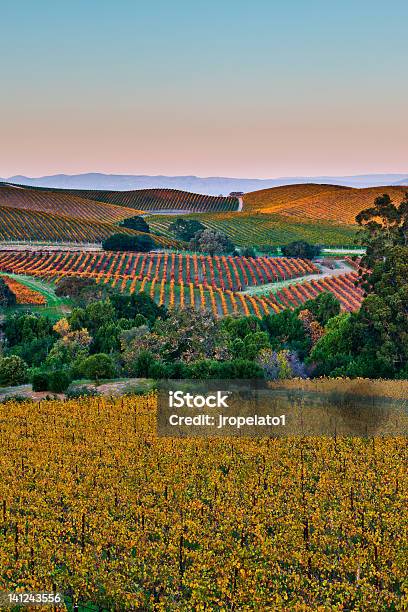 Total Pallete De Queda - Fotografias de stock e mais imagens de Vale de Napa - Vale de Napa, Outono, Estabelecimento Vinícola