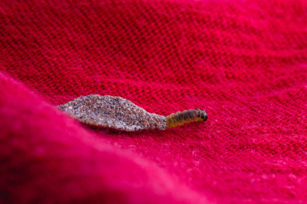 istock Wall moth larvae, found crawling up walls or clothing, inside a small cocoon, feed on fur (including the wool of clothing), feathers, leather, dead skin fragments, hair and paper. 1412435561
