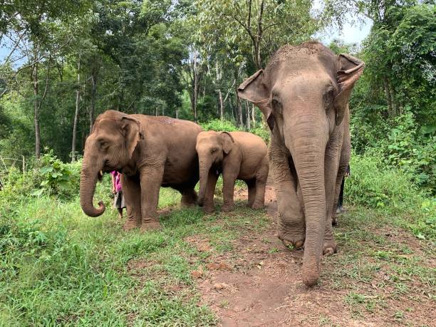 istock Asian Elephants in the wild. 1412435642