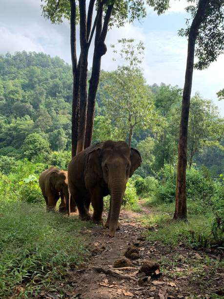 istock Asian Elephants in the wild. 1412435680