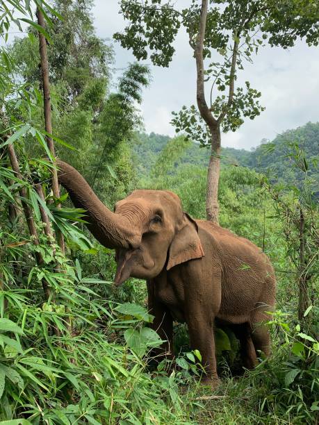 asian elephants in the wild. - jim corbett national park 個照片及圖片檔